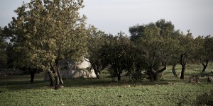 Beitragsbild des Blogbeitrags Apulien: Fifty Shades of Olive 