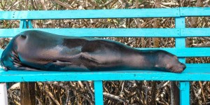 Beitragsbild des Blogbeitrags Galapagos – vom Wahr werden eines Lebenstraumes 