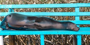 Beitragsbild des Blogbeitrags Galapagos – vom Wahr werden eines Lebenstraumes