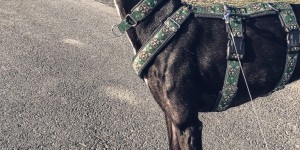 Beitragsbild des Blogbeitrags Gestatten Marie – ein Galgo erzählt 