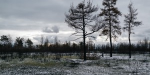 Beitragsbild des Blogbeitrags Wild field