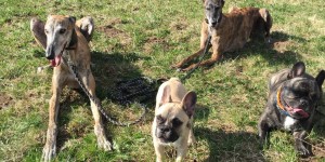 Beitragsbild des Blogbeitrags Hundeliebe – so kamen unsere Pfotenpartner zu uns