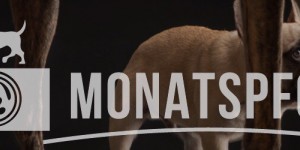 Beitragsbild des Blogbeitrags Monatspfoto September – Kontrastreich