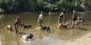 Beitragsbild des Blogbeitrags Galgo in Not Spaziergang in der Prater Hauptallee
