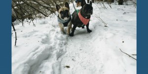 Beitragsbild des Blogbeitrags Projekt Spielberg – Ausflüge mit Hund im Murtal