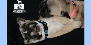 Beitragsbild des Blogbeitrags Monatspfoto April – „Ups“