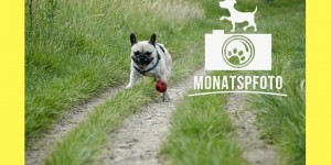 Beitragsbild des Blogbeitrags „Weltmeister wird…“ – Monatspfoto Juni