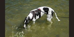 Beitragsbild des Blogbeitrags Great Global Greyhound Walk in der Lobau 