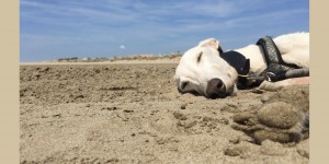 Beitragsbild des Blogbeitrags Urlaub mit Hund in Italien – Spanische Galgos in Cavallino-Treporti