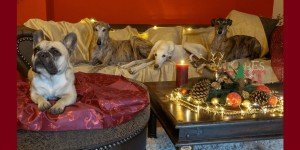 Beitragsbild des Blogbeitrags Murphy und die 3 Galgos aus dem Morgenland – eine tierische Weihnachtsgeschichte 