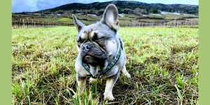 Beitragsbild des Blogbeitrags Archy, die französische Bulldogge aus dem Tierheim 