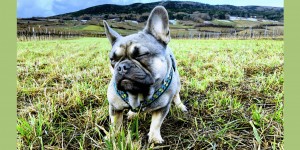 Beitragsbild des Blogbeitrags Archy, die französische Bulldogge aus dem Tierheim