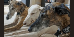 Beitragsbild des Blogbeitrags WELT GALGO TAG am 01. Februar 
