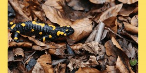 Beitragsbild des Blogbeitrags Kräuterwanderung mit Hund in Wöllersdorf-Steinabrückl