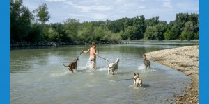 Beitragsbild des Blogbeitrags Ausflug mit Hund in die Donau-Auen rund um Maria Ellend 