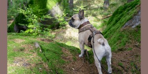 Beitragsbild des Blogbeitrags 3 hundefreundliche Ausflüge im Waldviertel, NÖ 