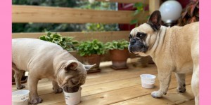 Beitragsbild des Blogbeitrags 3 Rezepte für Hundeeis zum Selbermachen 