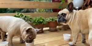 Beitragsbild des Blogbeitrags 3 Rezepte für Hundeeis zum Selbermachen 
