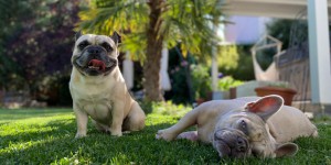 Beitragsbild des Blogbeitrags Meine Urlaubsplanung mit Hund – Tipps  und Tricks 