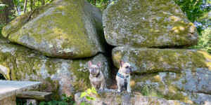 Beitragsbild des Blogbeitrags Ausflug mit Hund in die Blockheide Gmünd