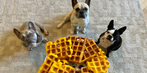 Beitragsbild des Blogbeitrags Rezept für getreidefreie Kürbiswaffeln für Hunde 