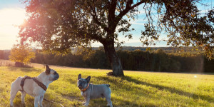 Beitragsbild des Blogbeitrags Urlaub mit Hund im Kellerstöckl, südliches Burgenland