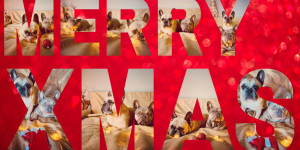 Beitragsbild des Blogbeitrags Das Gedicht vom Weihnachtshund