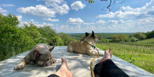 Beitragsbild des Blogbeitrags Hundeurlaub im Weinloft 2 am Eisenberg, Burgenland 