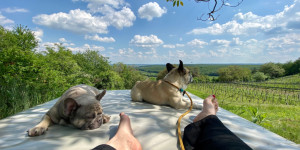 Beitragsbild des Blogbeitrags Hundeurlaub im Weinloft 2 am Eisenberg, Burgenland