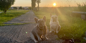 Beitragsbild des Blogbeitrags Kurzurlaub mit Hund in Mörbisch, Burgenland