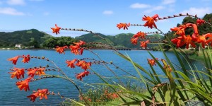 Beitragsbild des Blogbeitrags Beste Reisezeit für die Azoren – Sao Miguel im Sommer 