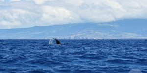 Beitragsbild des Blogbeitrags Whale Watching Azoren – Wale beobachten und Delfinschwimmen 