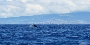 Beitragsbild des Blogbeitrags Whale Watching Azoren – Wale beobachten und Delfinschwimmen
