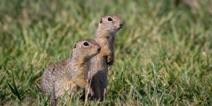 Beitragsbild des Blogbeitrags Verfressene Ziesel – eine Fotostory