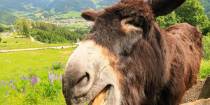 Beitragsbild des Blogbeitrags Tiere in der Steiermark – tierische Erlebnisse