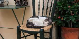 Beitragsbild des Blogbeitrags Katzen auf Kreta | Fotos zum Schnurren