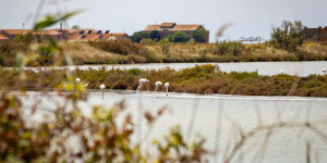 Beitragsbild des Blogbeitrags Po Delta und Comacchio – Italien mit Flamingos