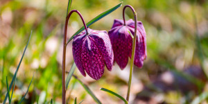 Beitragsbild des Blogbeitrags Schachblume in Österreich – einzigartig und selten