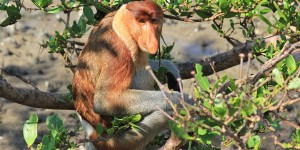 Beitragsbild des Blogbeitrags Bako National Park – visiting the Proboscis Monkeys in Borneo 