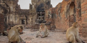 Beitragsbild des Blogbeitrags Lopburi – A Guide to the City of Monkeys