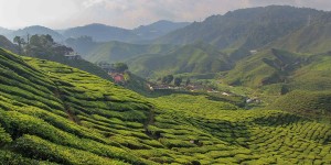 Beitragsbild des Blogbeitrags Cameron Highlands – The Best Attractions and Tours 