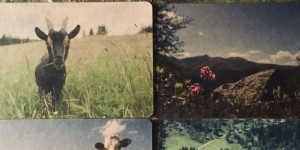 Beitragsbild des Blogbeitrags Zu Gast am Auszeithof Hinteregger