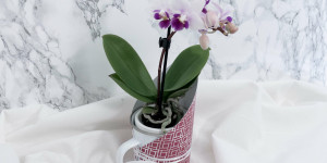 Beitragsbild des Blogbeitrags DIY Muttertags-Geschenk mit CEWE