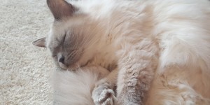 Beitragsbild des Blogbeitrags 8 Tipps für die Vorbereitung der Katzen auf unsere Tochter
