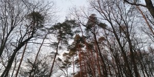Beitragsbild des Blogbeitrags Natur ist immer da….