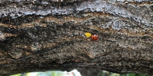 Beitragsbild des Blogbeitrags daham #42: Marienkäfereier