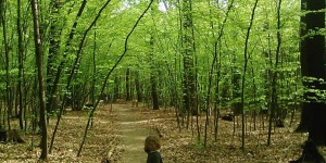 Beitragsbild des Blogbeitrags daham #56: Waldausflug 
