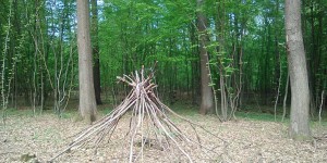 Beitragsbild des Blogbeitrags daham # 60: Waldspaziergang