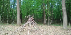 Beitragsbild des Blogbeitrags daham # 60: Waldspaziergang 