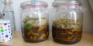 Beitragsbild des Blogbeitrags daham #72: Fichtenwipferl